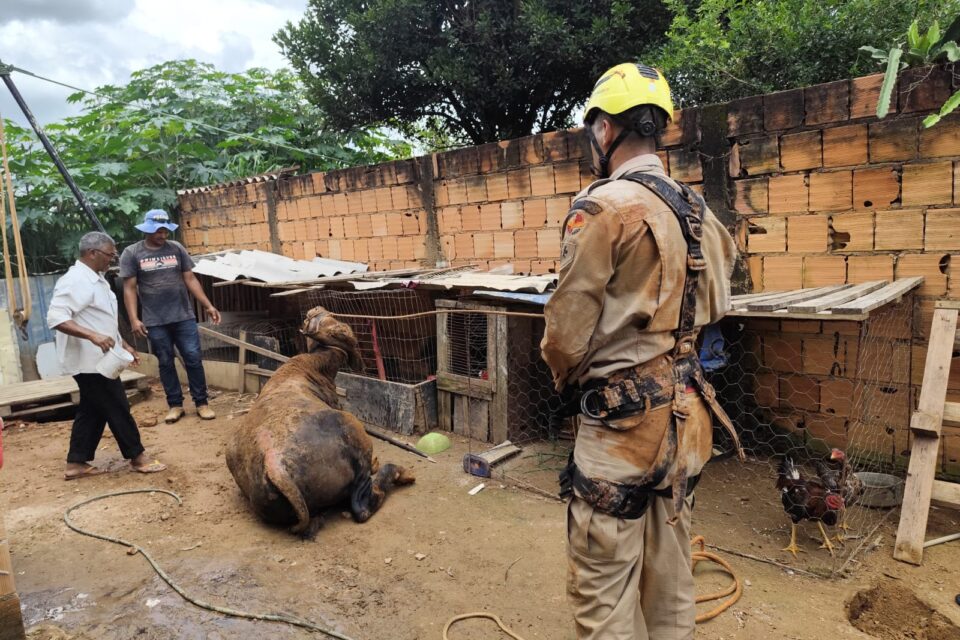 Imagem do animal após o resgate