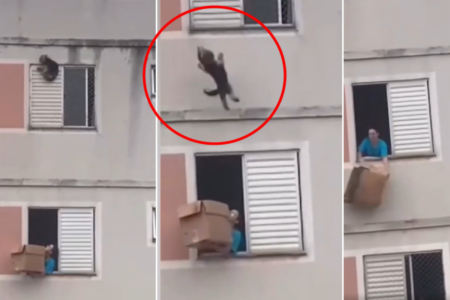 Cachorro é salvo com auxilio de caixa de papelão (Foto: Reprodução)