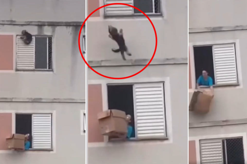 Cachorro é salvo com auxilio de caixa de papelão (Foto: Reprodução)