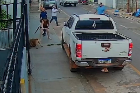 Pit bull invade residência, ataca mulher e cachorro da família em Cristalina
