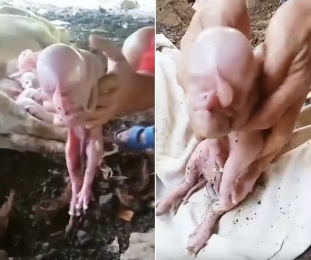Leitão nasce com rosto humano nas Filipinas Veterinários descartaram que porca tenha ficado prenhe por outra espécie de animal ou humano