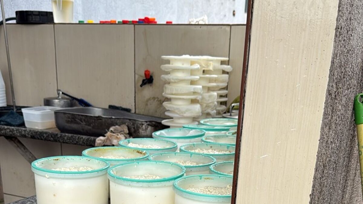 Polícia apreende 100 kg de queijo produzido por laticínio clandestino em Goiânia