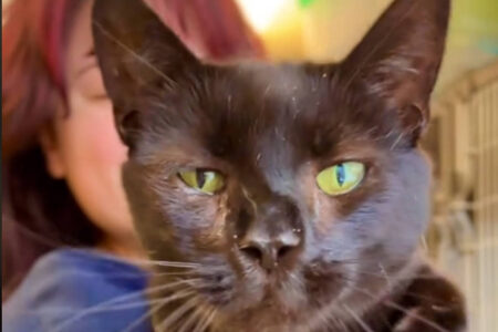 Gato abandonado por ser muito carinhoso é adotado Abrigo de animais postou vídeo no TikTok com Ravi e comoveu internautas