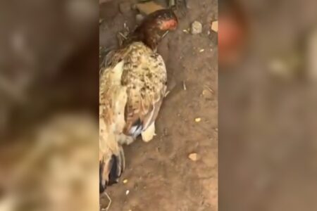 Homem ganha marmita, dá para galinhas e aves morrem no dia seguinte