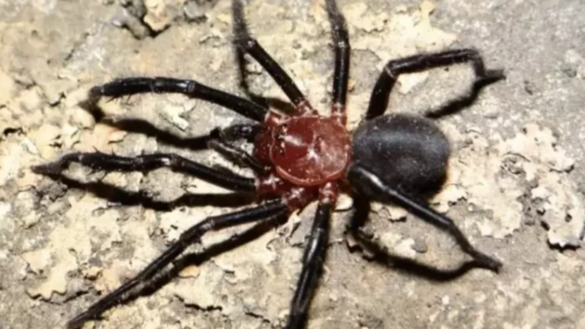 Imagem da aranha Calathotarsus gigas