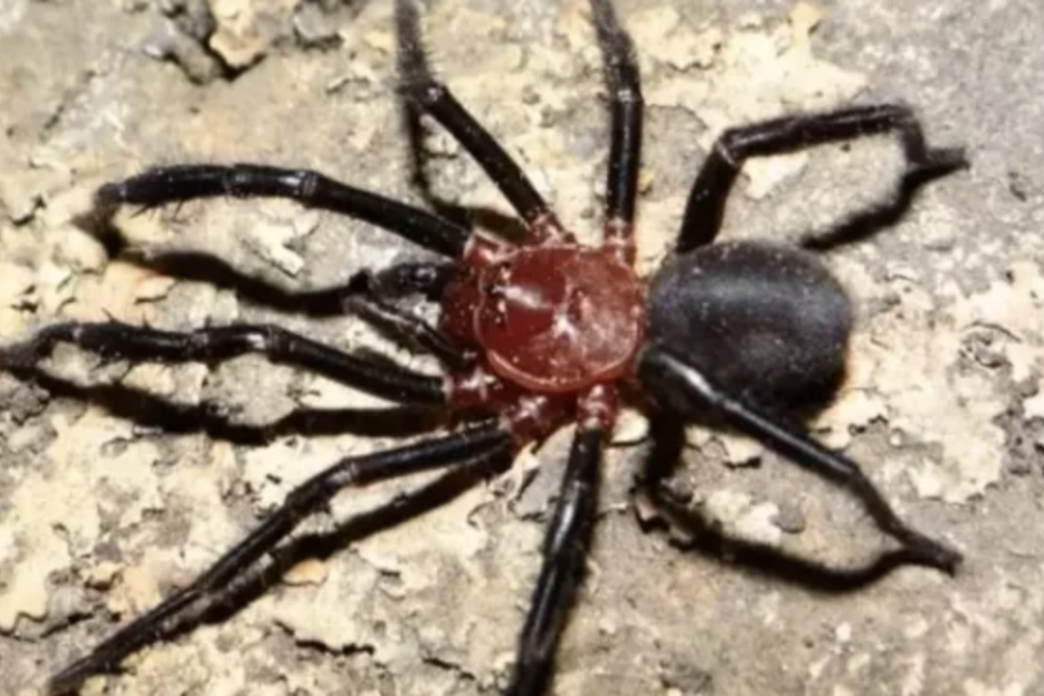 Imagem da aranha Calathotarsus gigas