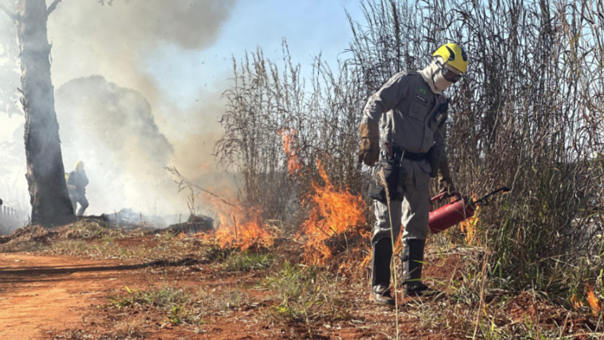 Queima controlada ajuda a reduzir risco de grandes incêndios florestais (Foto: Divulgação)