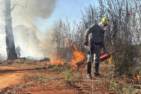 Queima controlada ajuda a reduzir risco de grandes incêndios florestais (Foto: Divulgação)