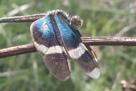 Estudo vai mostrar risco de extinção das espécies da fauna em Goiás (Foto: Divulgação)
