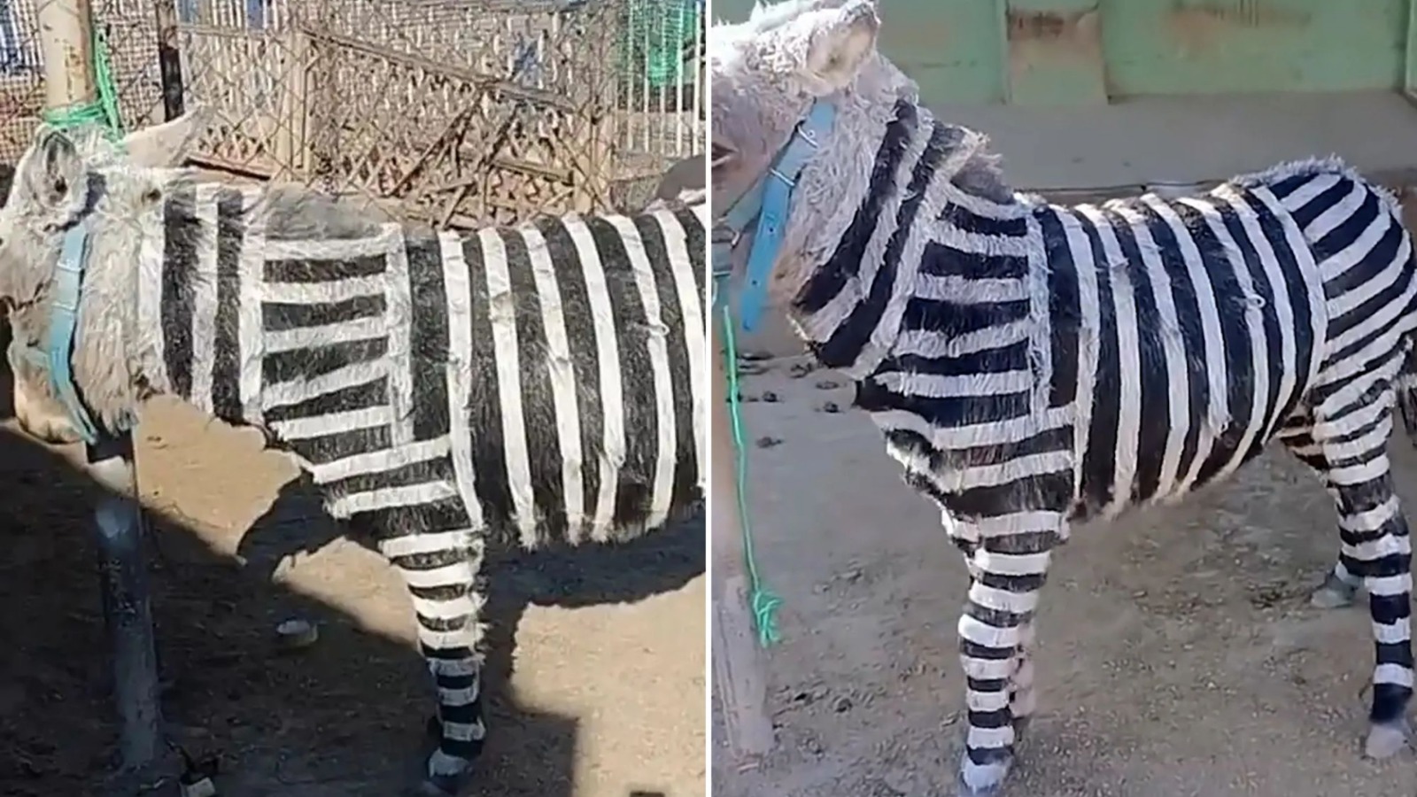 Zoológico na China pinta burros com listras para virarem zebras Nas redes sociais, o artifício chamou atenção e virou piada