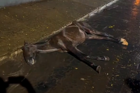 Cavalo que foi vítima de maus-tratos em Jataí (Foto: Reprodução)