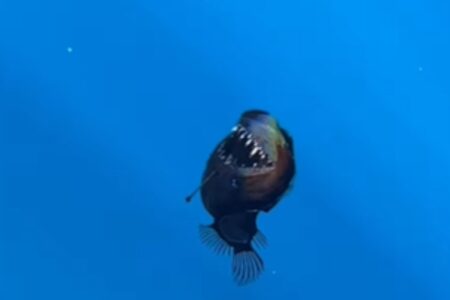 Pesquisadores espanhóis registram peixe 'diabo negro' próximo à superfície pela primeira vez
