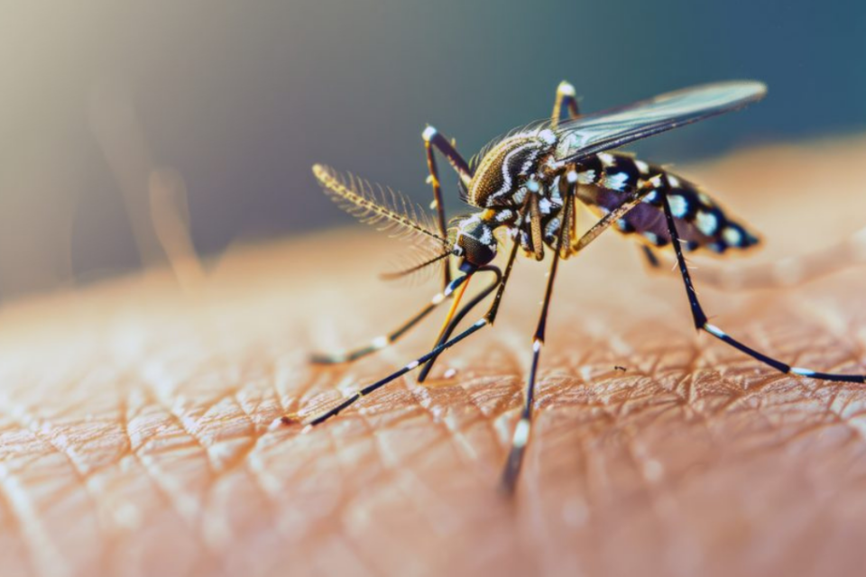 Imagem colorida mostra um mosquito causador da dengue,