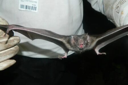 Encontrado primeiro coronavírus na América do Sul semelhante à Mers