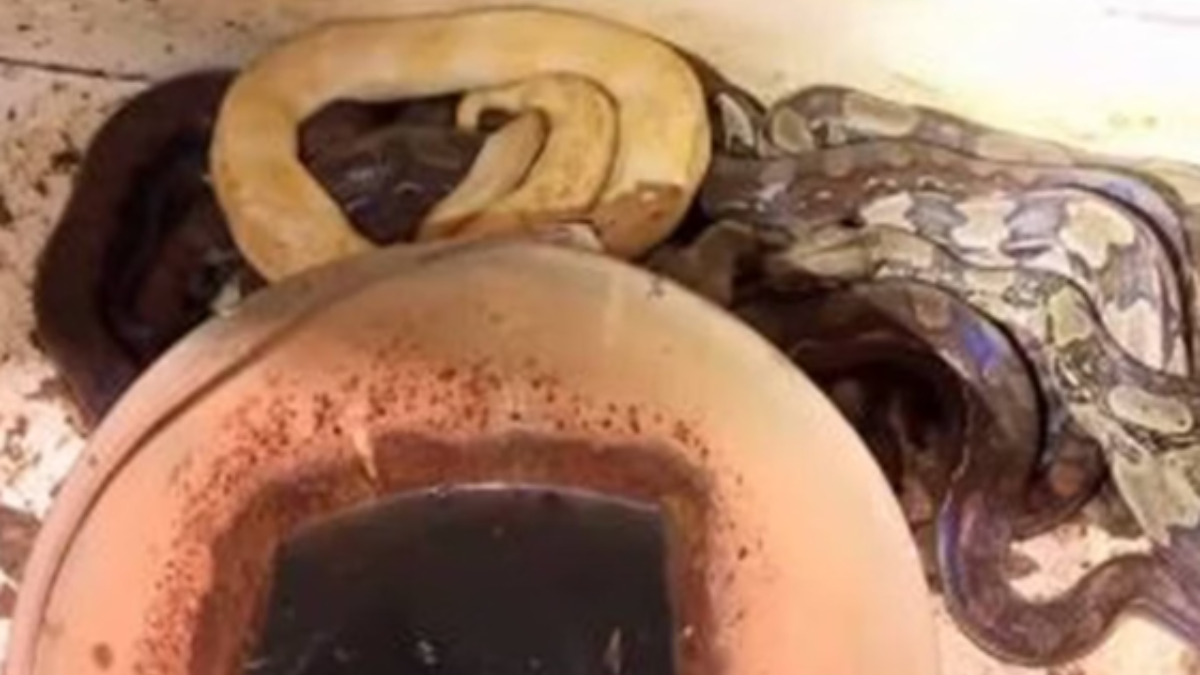 Imagem das cobras encontradas na casa