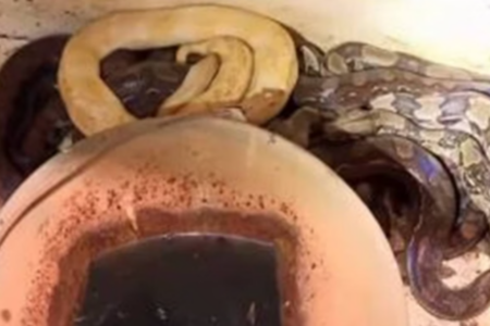 Imagem das cobras encontradas na casa