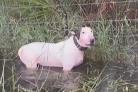 Cão deixado amarrado em cerca durante furacão supera maus-tratos e câncer e encontra novo lar tutor foi indiciado por crueldade animal grave