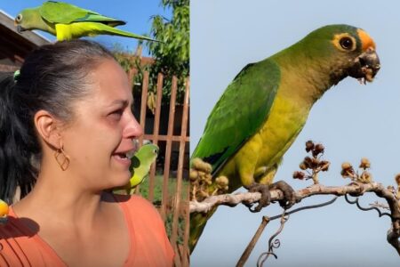 Mulher solta periquitos de estimação na natureza e emociona internautas; vídeo Aves hesitam por um momento antes de finalmente alçarem voo