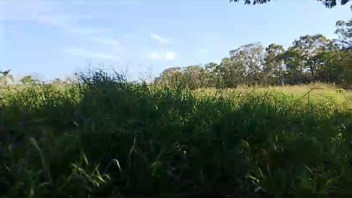 A imagem mostra um print de um vídeo feito por um familiar mostrando a altura do mato no cemitério