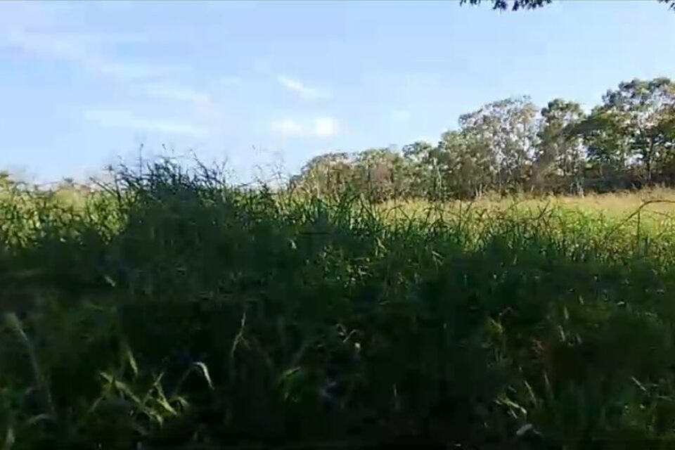 A imagem mostra um print de um vídeo feito por um familiar mostrando a altura do mato no cemitério
