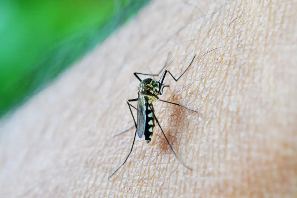 Imagem colorida mostra um mosquito transmissor da dengue na pele de uma pessoa