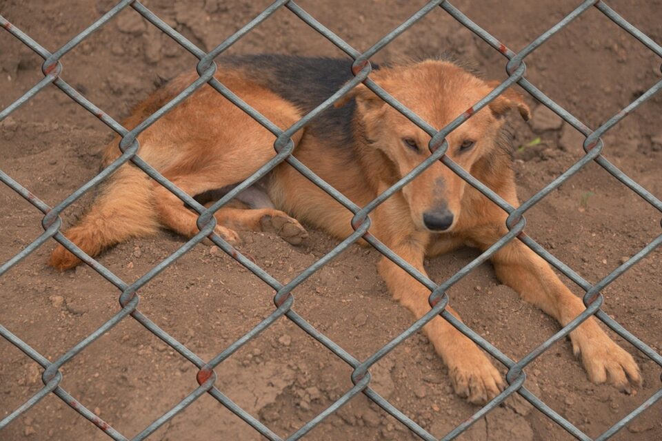 Justiça determina interdição de abrigo e que a prefeitura de Goiânia cuide dos animais