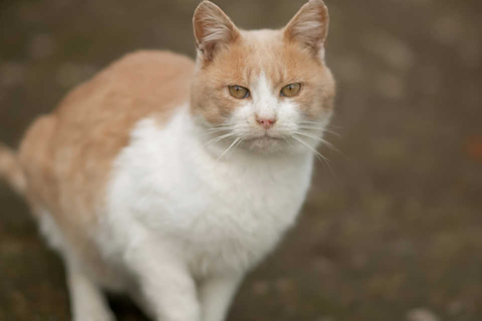 Vingança foi motivada pela morte do gato da família (Foto ilustrativa: Pexels)