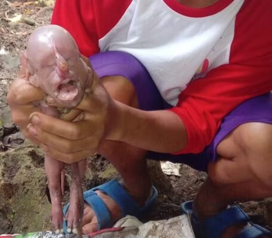 Leitão nasce com rosto humano nas Filipinas Veterinários descartaram que porca tenha ficado prenhe por outra espécie de animal ou humano