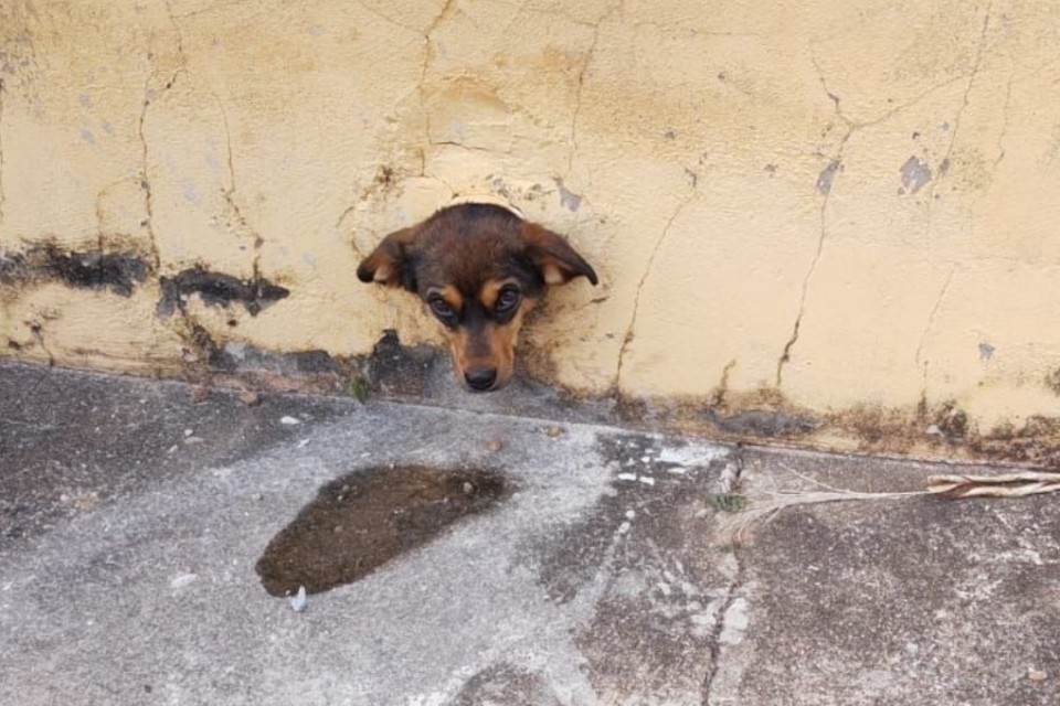 Imagem colorida mostra um muro amarelo com a cabeça de um cachorro para fora após ele ficar preso.
