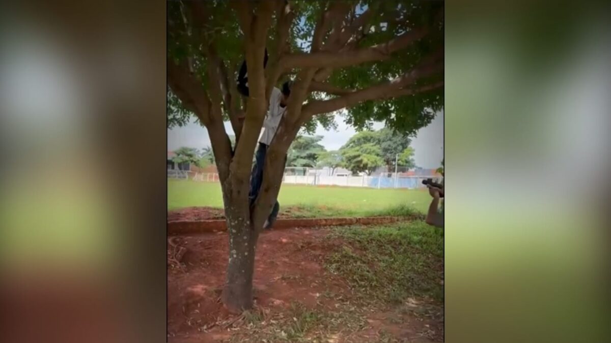 A imagem mostra o momento que o homem desce da árvore e é preso