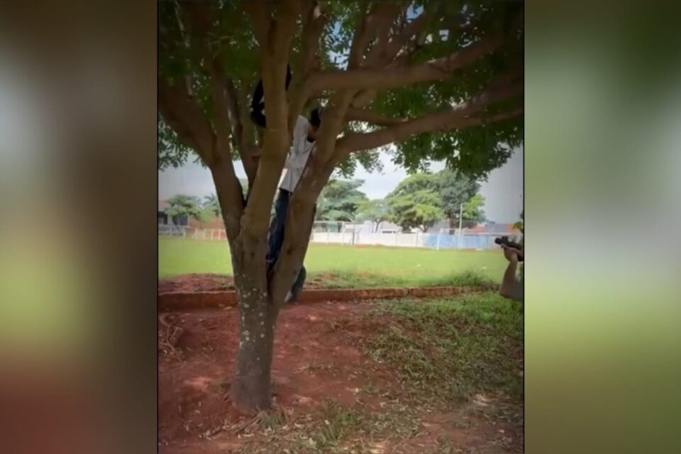 A imagem mostra o momento que o homem desce da árvore e é preso