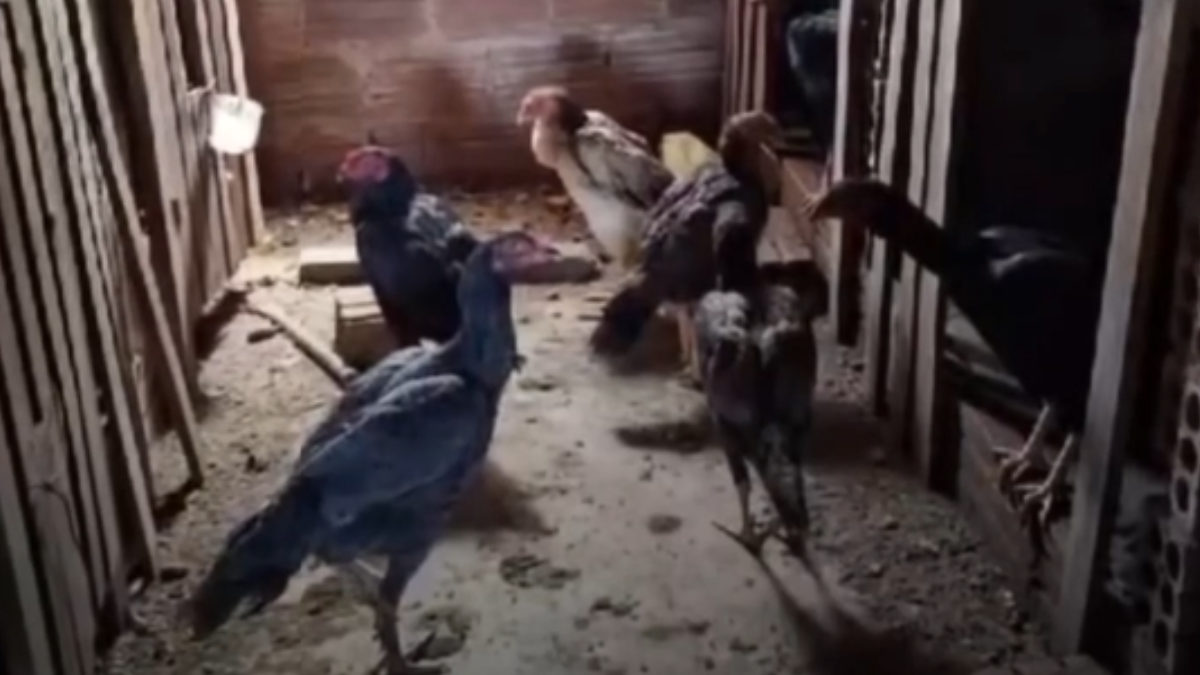 Galos resgatados (Foto: Reprodução)