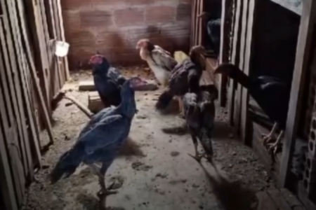 Galos resgatados (Foto: Reprodução)