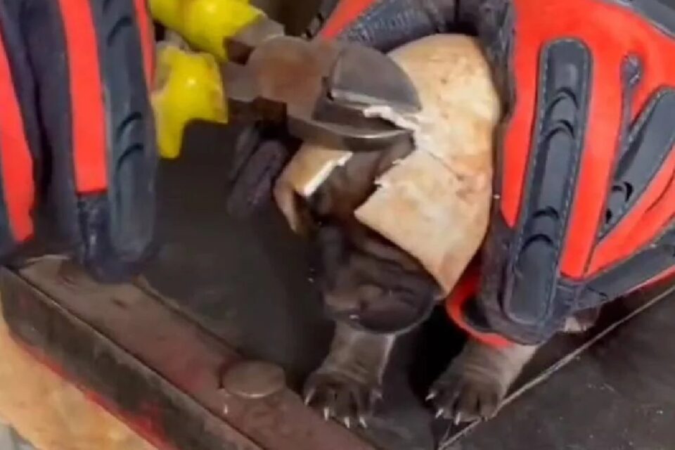 Bombeiros resgatam filhote de cachorro preso em cano de construção em Jataí
