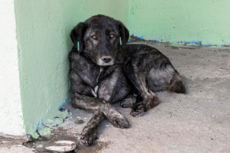 Imagem colorida mostra um cachorro preto deitado ao lado de uma parede verde.