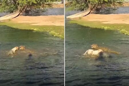Vídeo: Cachorro é atacado por jacaré em lagoa na Bahia Cão aparece distraído dentro da água e é surpreendido pelo réptil