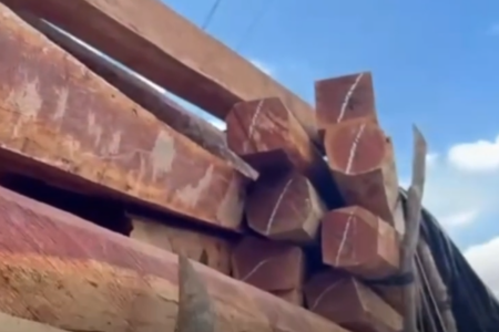 Madeira apreendida em Cachoeira Alta (Foto: Reprodução)