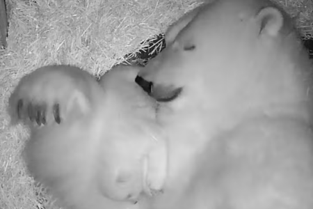 Nasce primeira ursa polar da América Latina em São Paulo