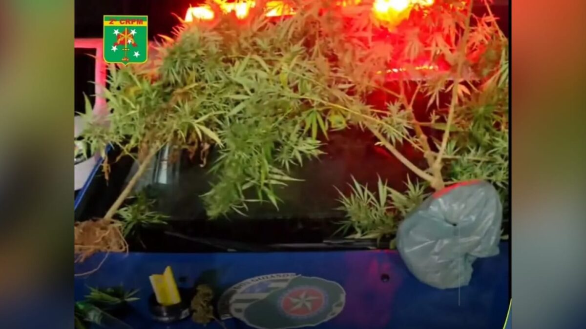 Na imagem estão dois pés de maconha sobre o capô de uma viatura da Polícia Militar