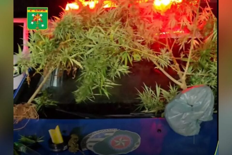 Na imagem estão dois pés de maconha sobre o capô de uma viatura da Polícia Militar
