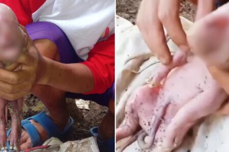 Leitão nasce com rosto humano nas Filipinas Veterinários descartaram que porca tenha ficado prenhe por outra espécie de animal ou humano