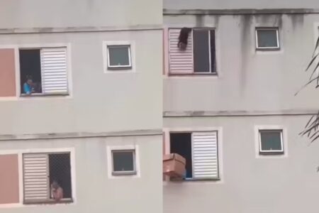 Vídeo: Mulher usa caixa de papelão e salva cachorro preso em janela de prédio Animal estava no quinto andar
