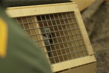 O Brasil recebeu um novo grupo de 41 ararinhas-azuis (Foto: Divulgação / Ibama)