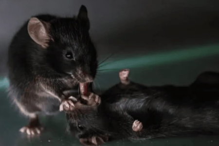 Ratos conseguem prestar primeiros socorros entre si (Foto: Reprodução)