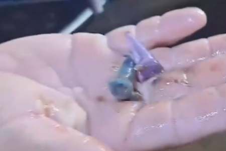 Pinos de cocaína (Foto: Reprodução)