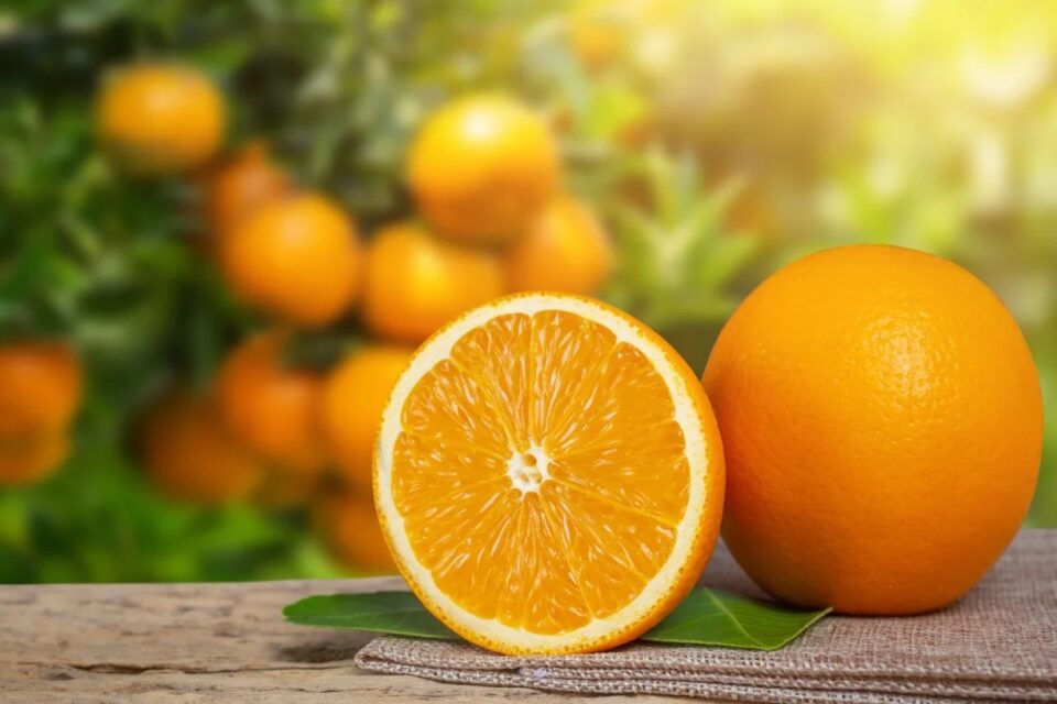 Comer uma laranja por dia pode reduzir o risco de depressão em 20%, diz estudo Pesquisadores de Harvard encontraram evidências