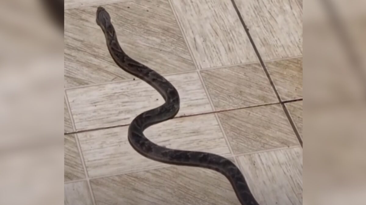 Serpente venenosa é resgatada em quintal de casa em Águas Lindas