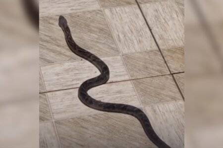 Serpente venenosa é resgatada em quintal de casa em Águas Lindas