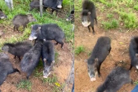 Vídeo: pescador é encurralado por manada de porcos-do-mato; animais são capazes de matar Homem precisou subir em uma cerca para se proteger