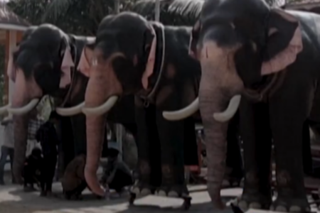 Elefantes robôs da Índia (Foto: Reprodução)